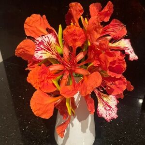 Royal poinciana seeds qty 7 seeds